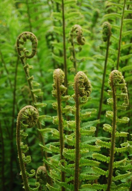 Ferns